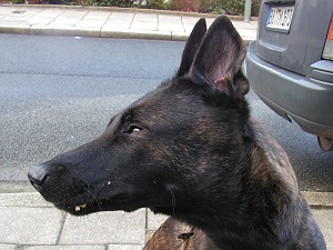 Hier kann man die nach hinten gezogene Stellung der Ohren erkennen. Pebbles am 01.03.2007 im Profil