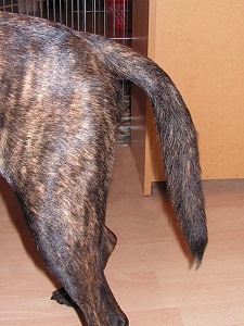 Hier die momentan übliche Schwanzhaltung. Ein bisschen geradeaus und dann erst runter. Pebbles Schwanzhaltung