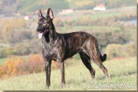 x-Herder Joy vom Kamphuis Kennel