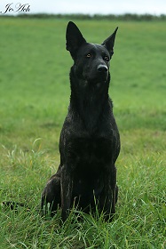 Hessen Herder's Antia Hessen Herder's Antia