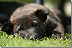 Hollandse Herder Erna von Rommels Herdermeute