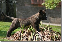 Hollandse Herder Erna von Rommels Herdermeute