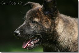 Hollandse Herder Erna von Rommels Herdermeute