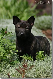 Hollandse Herder Gonzo von Rommels Herdermeute