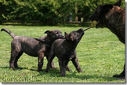 Hollandse Herder Krümel von Rommels Herdermeute mit Welpen